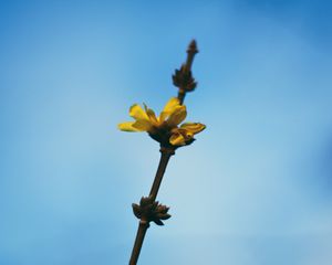 Preview wallpaper flowers, yellow, macro, branch, flowering