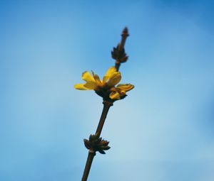 Preview wallpaper flowers, yellow, macro, branch, flowering