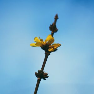 Preview wallpaper flowers, yellow, macro, branch, flowering