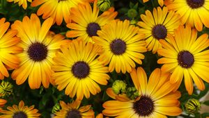 Preview wallpaper flowers, yellow, orange, bloom