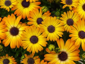 Preview wallpaper flowers, yellow, orange, bloom