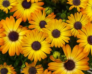 Preview wallpaper flowers, yellow, orange, bloom