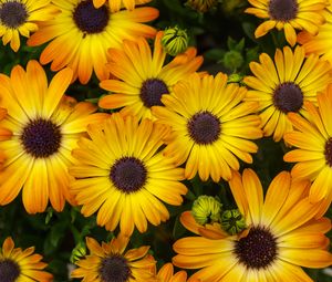 Preview wallpaper flowers, yellow, orange, bloom