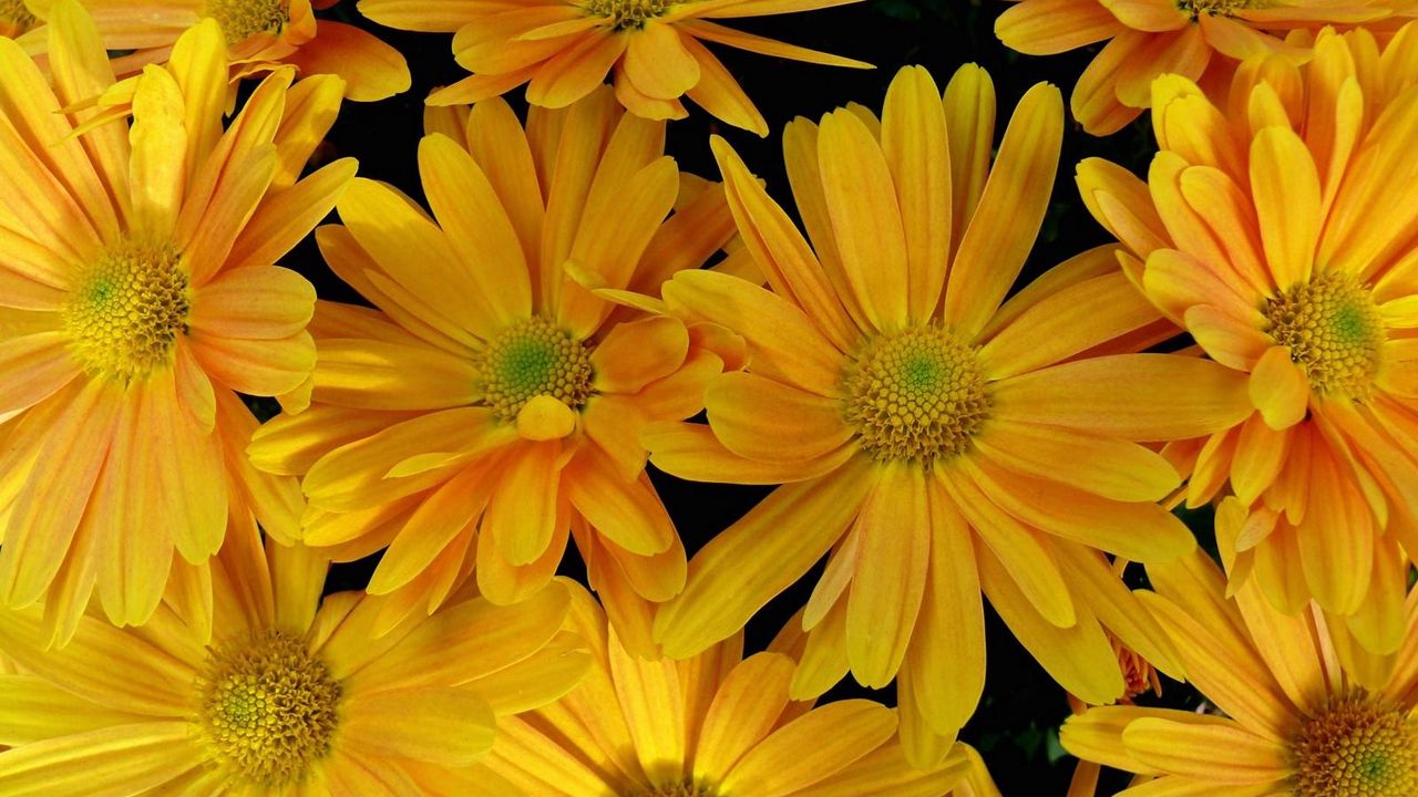 Wallpaper flowers, yellow, petals, close-up