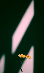 Preview wallpaper flowers, yellow, plant, shadow