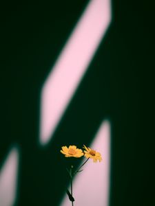 Preview wallpaper flowers, yellow, plant, shadow