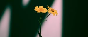 Preview wallpaper flowers, yellow, plant, shadow