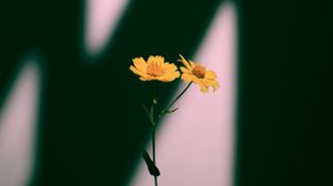 Preview wallpaper flowers, yellow, plant, shadow
