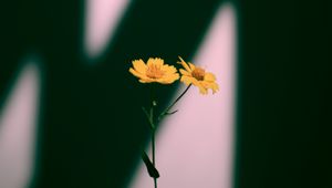 Preview wallpaper flowers, yellow, plant, shadow