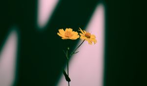 Preview wallpaper flowers, yellow, plant, shadow
