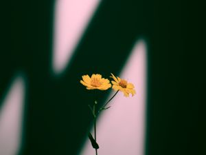 Preview wallpaper flowers, yellow, plant, shadow