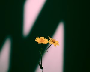 Preview wallpaper flowers, yellow, plant, shadow