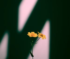 Preview wallpaper flowers, yellow, plant, shadow