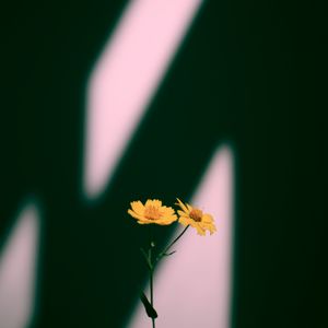Preview wallpaper flowers, yellow, plant, shadow
