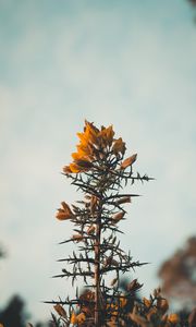 Preview wallpaper flowers, yellow, plant, prickly, wild