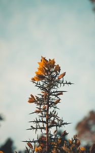 Preview wallpaper flowers, yellow, plant, prickly, wild