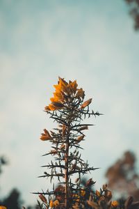 Preview wallpaper flowers, yellow, plant, prickly, wild