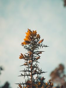 Preview wallpaper flowers, yellow, plant, prickly, wild