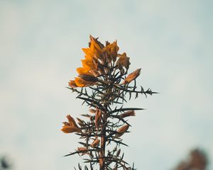 Preview wallpaper flowers, yellow, plant, prickly, wild