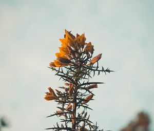 Preview wallpaper flowers, yellow, plant, prickly, wild