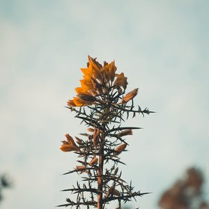 Preview wallpaper flowers, yellow, plant, prickly, wild