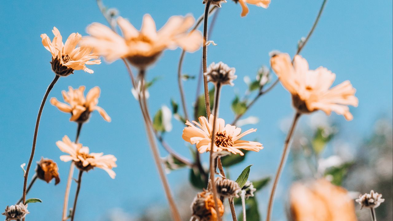 Wallpaper flowers, yellow, plant, sky, summer