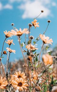 Preview wallpaper flowers, yellow, plant, sky, summer