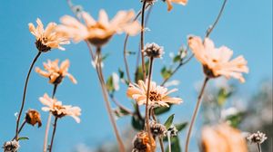 Preview wallpaper flowers, yellow, plant, sky, summer