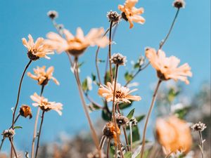 Preview wallpaper flowers, yellow, plant, sky, summer