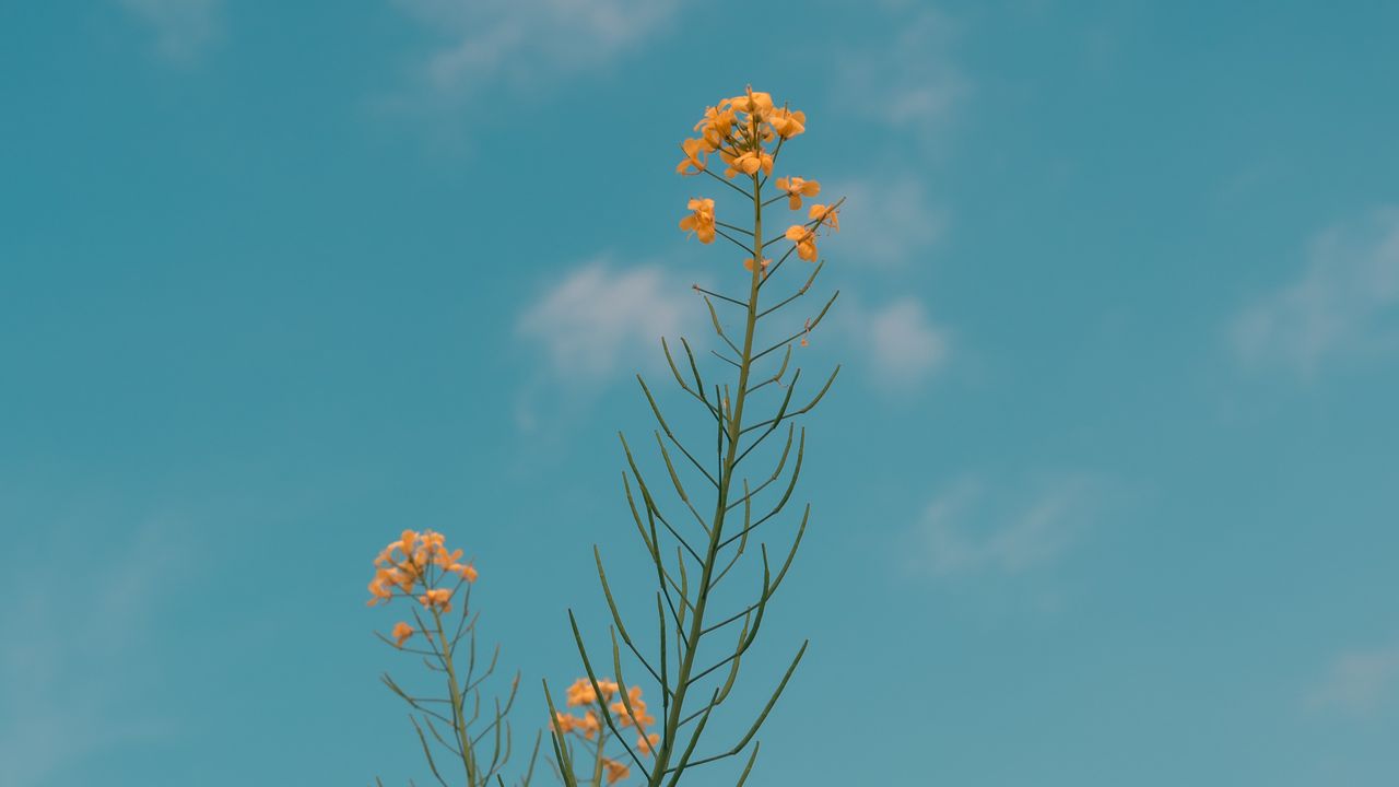 Wallpaper flowers, yellow, plant, summer