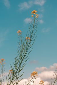 Preview wallpaper flowers, yellow, plant, summer