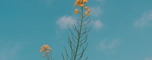 Preview wallpaper flowers, yellow, plant, summer