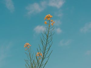 Preview wallpaper flowers, yellow, plant, summer