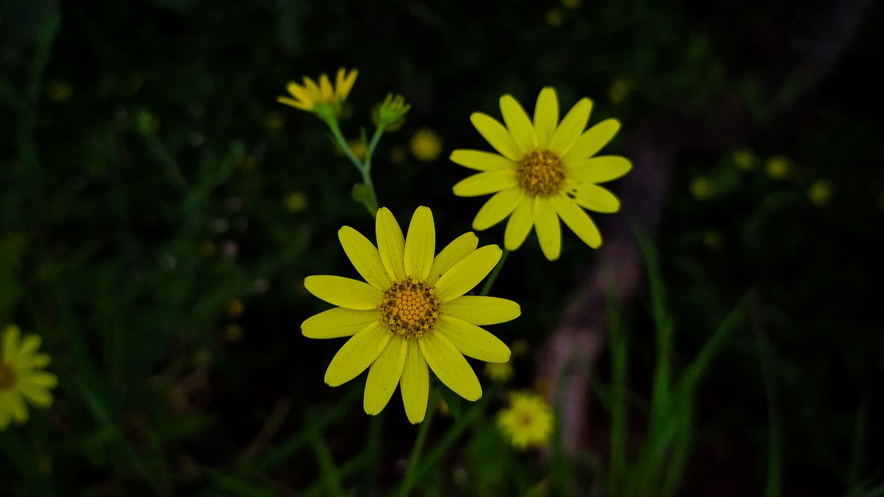 Wallpaper flowers, yellow, plant, macro, bloom hd, picture, image