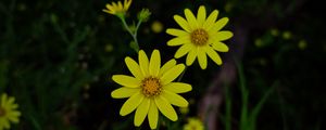 Preview wallpaper flowers, yellow, plant, macro, bloom