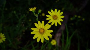 Preview wallpaper flowers, yellow, plant, macro, bloom