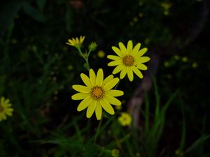 Preview wallpaper flowers, yellow, plant, macro, bloom