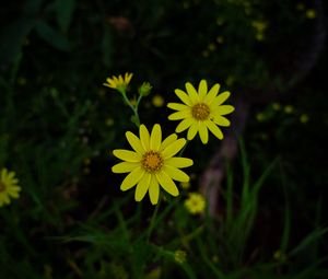 Preview wallpaper flowers, yellow, plant, macro, bloom