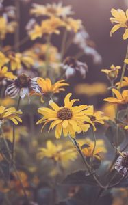 Preview wallpaper flowers, yellow, plant, macro