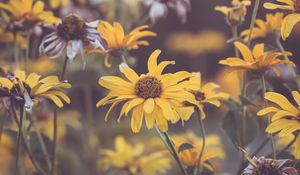 Preview wallpaper flowers, yellow, plant, macro