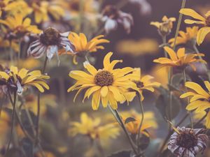 Preview wallpaper flowers, yellow, plant, macro