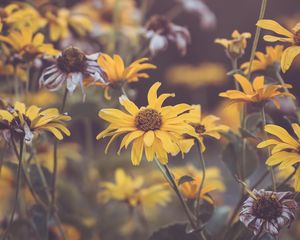 Preview wallpaper flowers, yellow, plant, macro
