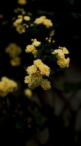 Preview wallpaper flowers, yellow, roses, bush, blur