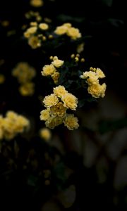 Preview wallpaper flowers, yellow, roses, bush, blur