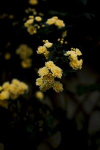 Preview wallpaper flowers, yellow, roses, bush, blur