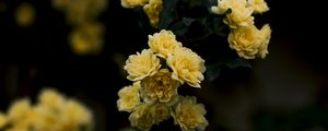 Preview wallpaper flowers, yellow, roses, bush, blur