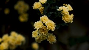 Preview wallpaper flowers, yellow, roses, bush, blur