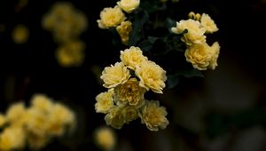 Preview wallpaper flowers, yellow, roses, bush, blur