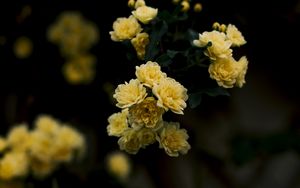 Preview wallpaper flowers, yellow, roses, bush, blur