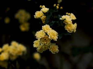 Preview wallpaper flowers, yellow, roses, bush, blur